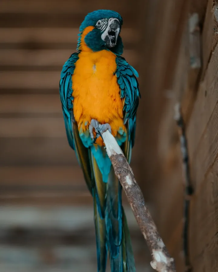 Mini zoo Papugarnia Gdańsk